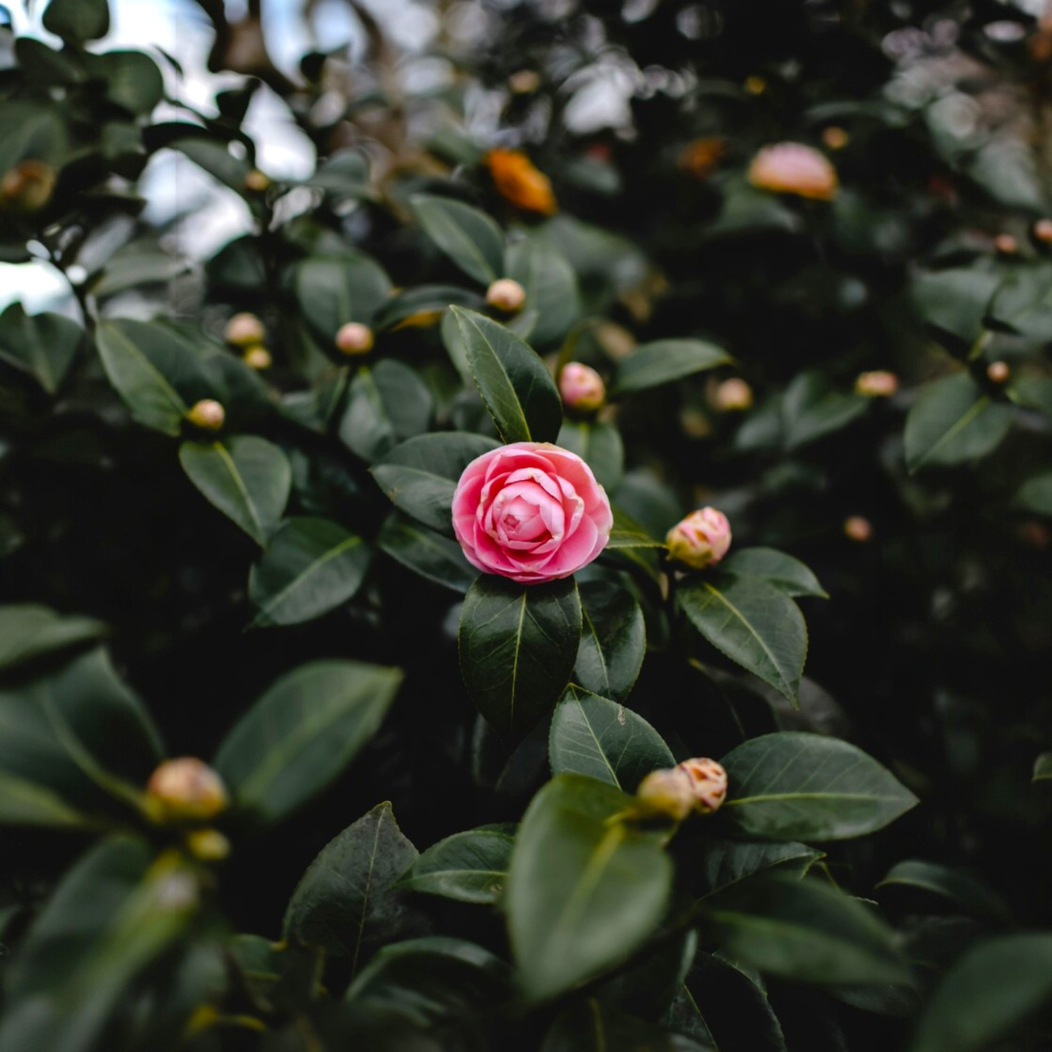 Camellia Flower (Camellia japonica) Live Plant for Home and Office Garden